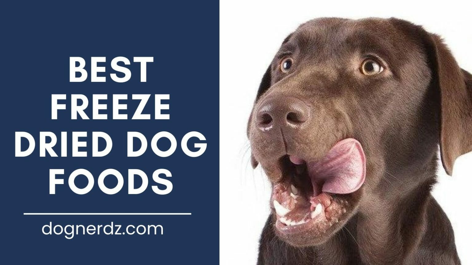 10 Best Freeze Dried Dog Foods (2024 Review) Dog Nerdz