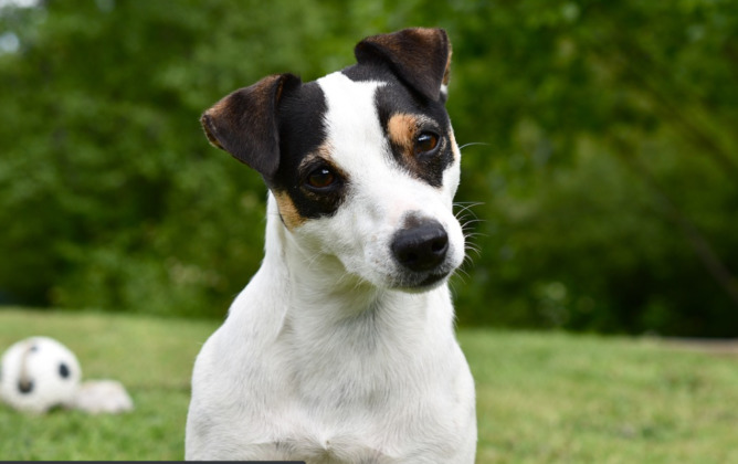 All About the Jack Russell