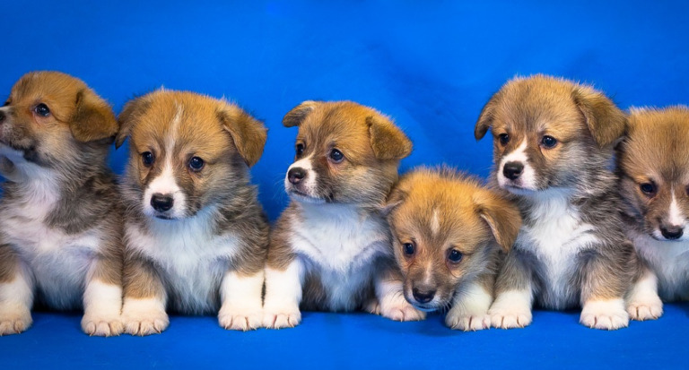 Corgi Puppies for Sale – Dog Nerdz