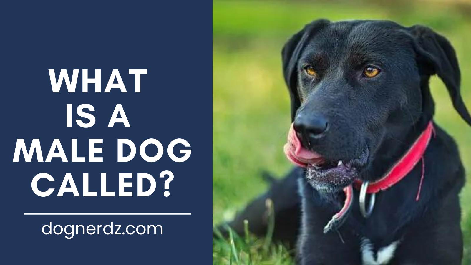 What Is A Male Dog Called - Dog Nerdz.com
