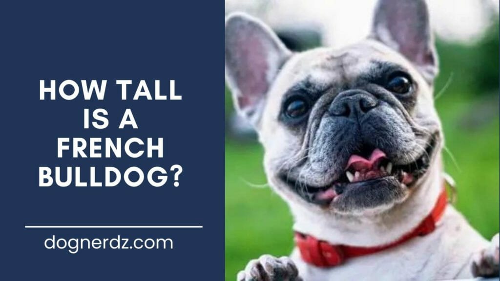 How Tall Is A French Bulldog - Dog Nerdz.com